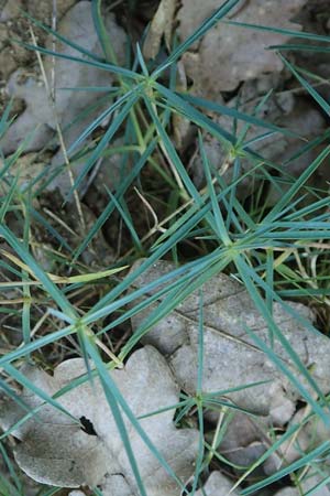 Dianthus pyrenaicus \ Pyrenen-Nelke / Pyrenean Pink, F Pyrenäen/Pyrenees, Ansignan 23.7.2018