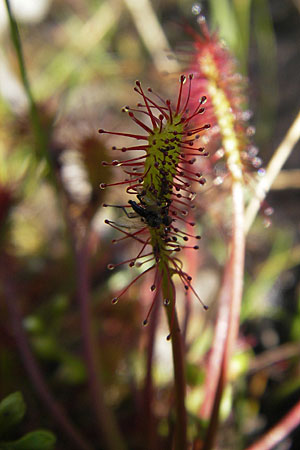 Drosera intermedia \ Mittlerer Sonnentau, F Bitche 28.7.2009