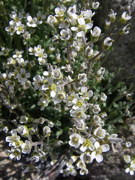 Draba subnivalis \ Pyrenen-Felsenblmchen, F Col de Lautaret Botan. Gar. 28.6.2008