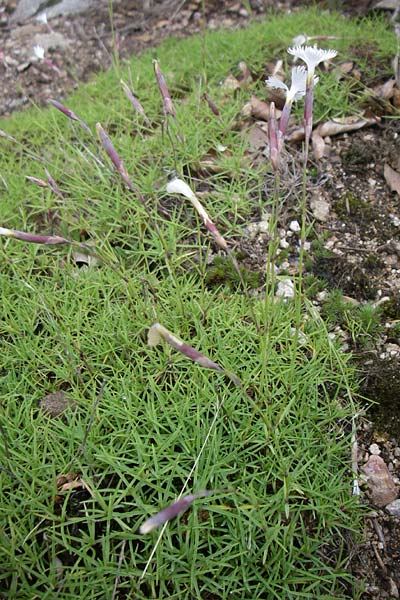 Dianthus spiculifolius \ Stngellose Nelke, Fransen-Nelke, F Vogesen, Botan. Gar.  Haut Chitelet 5.8.2008