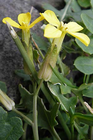 Coincya monensis subsp. montana \ Berg-Lacksenf / Mountain Wallflower Cabbage, F Pyrenäen/Pyrenees, Gourette 25.8.2011