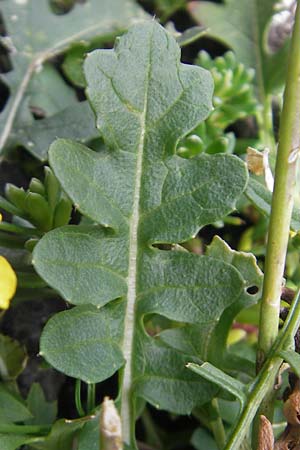 Coincya monensis subsp. montana \ Berg-Lacksenf / Mountain Wallflower Cabbage, F Pyrenäen/Pyrenees, Gourette 25.8.2011