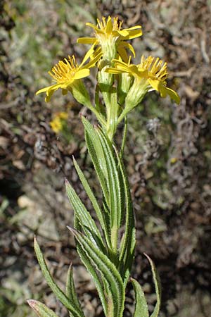 Dittrichia viscosa \ Klebriger Alant / Woody Fleabane, False Yellowhead, F La Turbie 7.10.2021