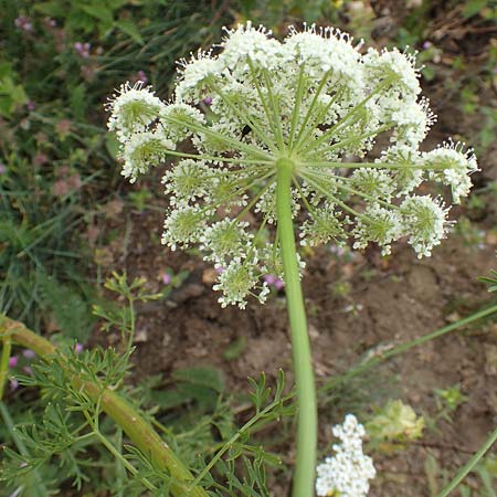 Ligusticum lucidum \ Glnzender Liebstock / Lovage, F Pyrenäen/Pyrenees, Col de Mantet 28.7.2018