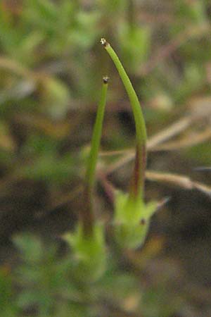 Erodium cicutarium \ Gewhnlicher Reiherschnabel, F Camargue 13.5.2007