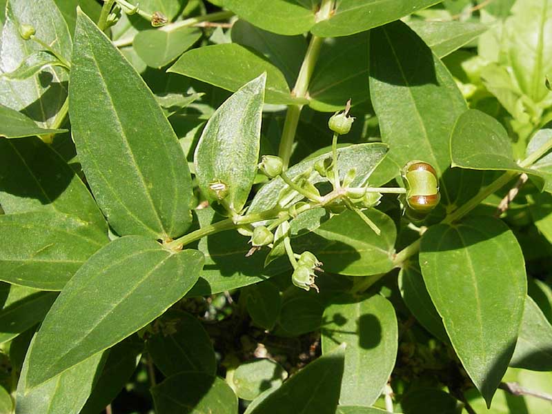 Coriaria myrtifolia \ Europischer Gerber-Strauch, Franzsischer Sumach, F Saint-Guilhem-le-Desert 1.6.2009