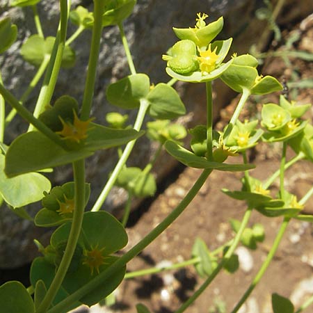 Euphorbia segetalis \ Saat-Wolfsmilch, F Saint-Guilhem-le-Desert 1.6.2009