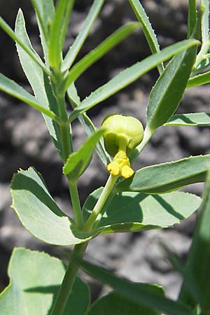 Euphorbia serrata \ Gesgte Wolfsmilch / Serrate Spurge, F Lac de Salagou 4.6.2009