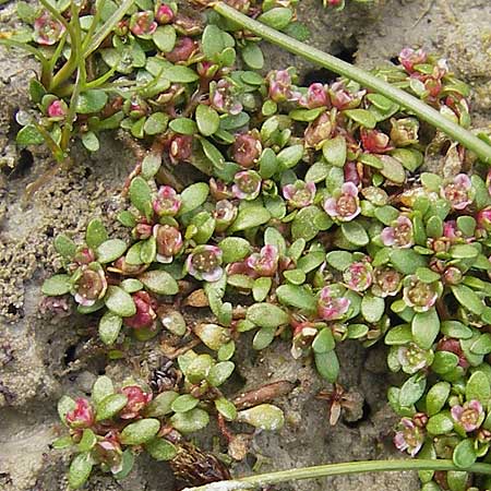 Elatine hexandra \ Sechsmnniger Tnnel / Six-Stamen Waterwort, F Sundgau 6.10.2009