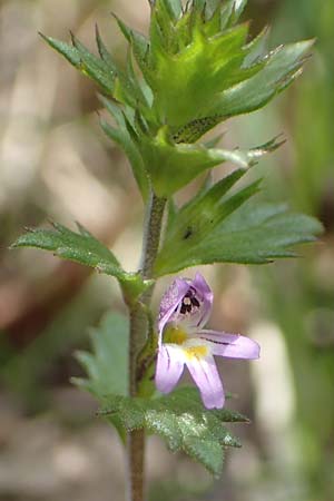 Euphrasia minima \ Zwerg-Augentrost / Dwarf Eyebright, F Pyrenäen/Pyrenees, Canigou 24.7.2018