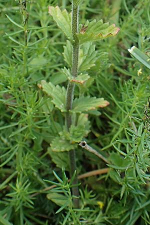 Euphrasia hirtella / Small Flowered Sticky Eyebright, F Pyrenees, Segre - Gorge 2.8.2018