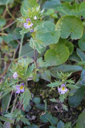 Euphrasia minima \ Zwerg-Augentrost / Dwarf Eyebright, F Pyrenäen/Pyrenees, Eyne 9.8.2006