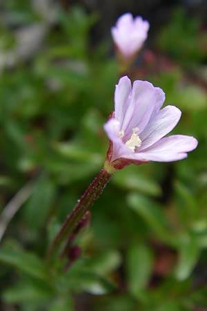 Epilobium alsinifolium \ Mierenblttriges Weidenrschen / Chickweed Willowherb, F Pyrenäen/Pyrenees, Port d'Envalira 26.6.2008