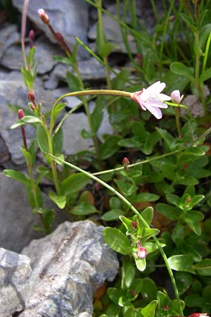 Epilobium alsinifolium \ Mierenblttriges Weidenrschen, F Pyrenäen, Port d'Envalira 26.6.2008