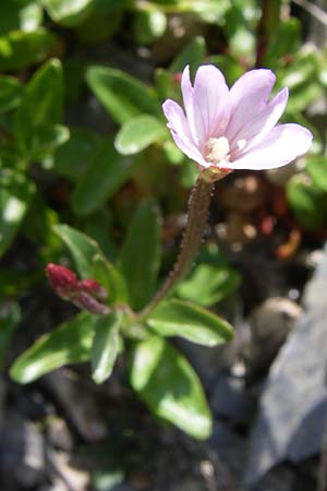 Epilobium alsinifolium \ Mierenblttriges Weidenrschen / Chickweed Willowherb, F Pyrenäen/Pyrenees, Port d'Envalira 26.6.2008