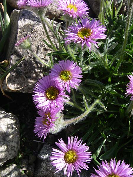 Erigeron aragonensis \ Aragon-Berufkraut / Aragon Fleabane, F Col de Lautaret Botan. Gar. 28.6.2008