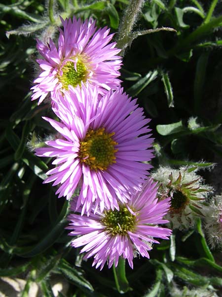 Erigeron aragonensis / Aragon Fleabane, F Col de Lautaret Botan. Gar. 28.6.2008