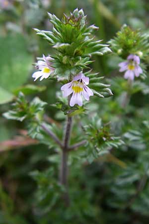 Euphrasia stricta \ Steifer Augentrost, F Vogesen, Hohneck 5.8.2008