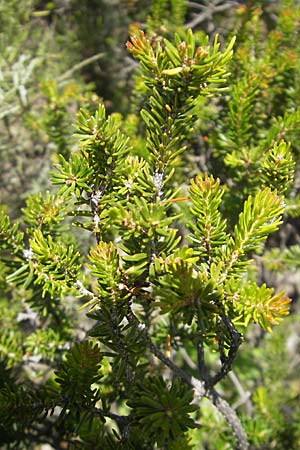 Erica arborea \ Baum-Heide, F Lac de Salagou 4.6.2009