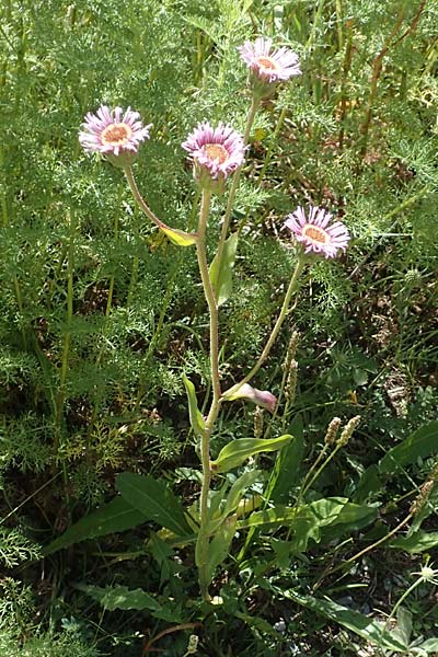 Erigeron atticus \ Drsiges Berufkraut, Villars Berufkraut, F Col de la Cayolle 9.7.2016