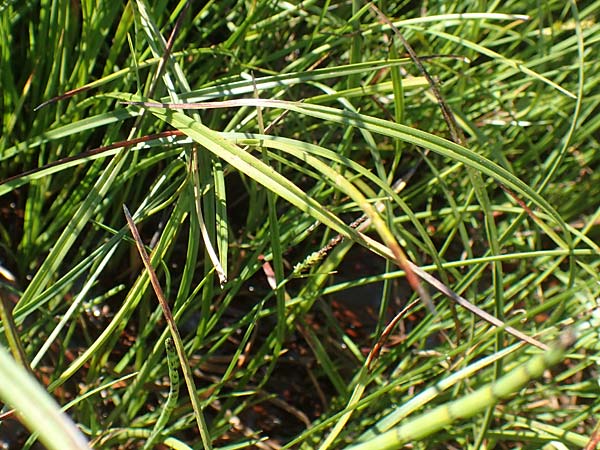 Eriophorum angustifolium \ Schmalblttriges Wollgras, F Collet de Allevard 9.7.2016