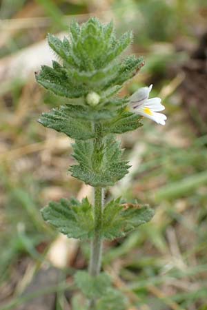 Euphrasia hirtella / Small Flowered Sticky Eyebright, F Pyrenees, Col de Mantet 28.7.2018