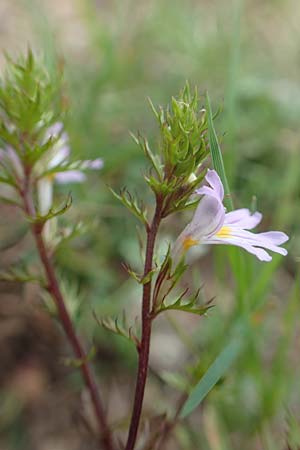 Euphrasia alpina \ Alpen-Augentrost / Alpine Eyebright, F Pyrenäen/Pyrenees, Puigmal 29.7.2018