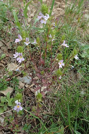 Euphrasia alpina \ Alpen-Augentrost / Alpine Eyebright, F Pyrenäen/Pyrenees, Puigmal 29.7.2018