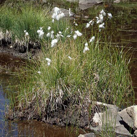Eriophorum angustifolium \ Schmalblttriges Wollgras / Common Cotton Grass, F Pyrenäen/Pyrenees, Mont Louis 3.8.2018