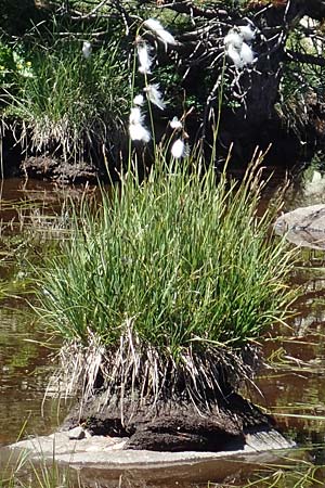 Eriophorum angustifolium \ Schmalblttriges Wollgras / Common Cotton Grass, F Pyrenäen/Pyrenees, Mont Louis 3.8.2018