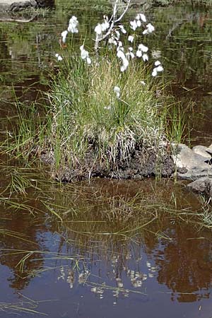 Eriophorum angustifolium \ Schmalblttriges Wollgras, F Pyrenäen, Mont Louis 3.8.2018