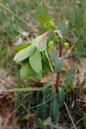 Euphorbia amygdaloides \ Mandelblttrige Wolfsmilch / Mediterranean Spurge, F Grasse 15.3.2024