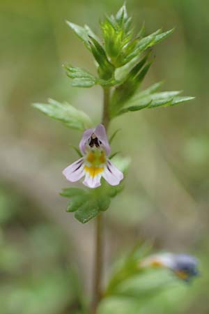 Euphrasia minima \ Zwerg-Augentrost / Dwarf Eyebright, F Pyrenäen/Pyrenees, Col de Mantet 28.7.2018