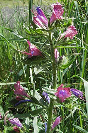 Echium creticum \ Kretischer Natternkopf / Cretan Bugloss, F Pyrenäen/Pyrenees, Prades 14.5.2007