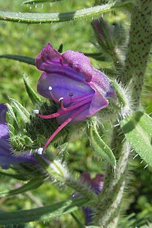 Echium creticum \ Kretischer Natternkopf / Cretan Bugloss, F Pyrenäen/Pyrenees, Prades 14.5.2007