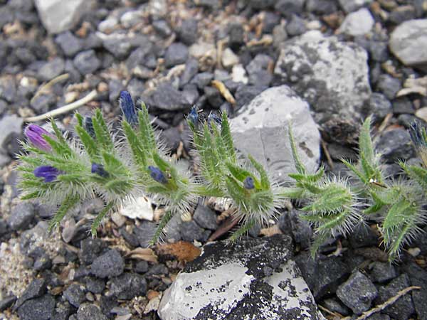 Echium sabulicola / Coastal Viper's Bugloss, F Sète 5.6.2009