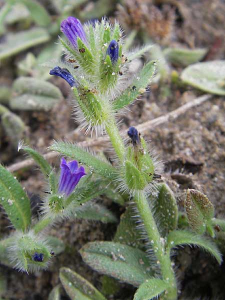 Echium sabulicola / Coastal Viper's Bugloss, F Sète 6.6.2009