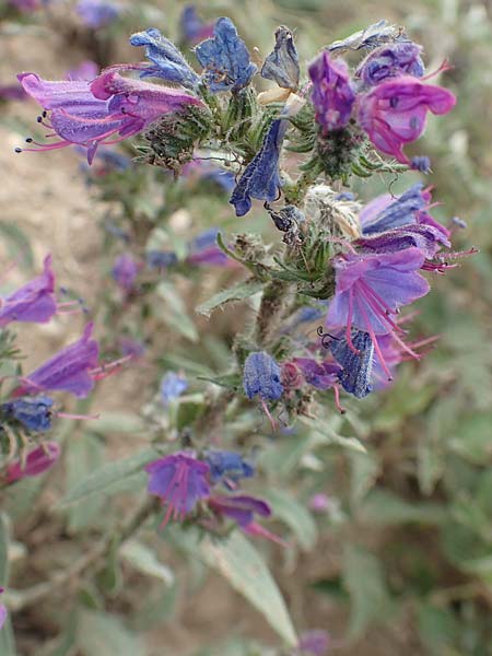 Echium plantagineum \ Wegerich-Natternkopf / Purple Viper's Bugloss, F Pyrenäen/Pyrenees, Col de Mantet 28.7.2018