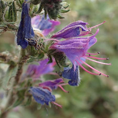 Echium plantagineum / Purple Viper's Bugloss, F Pyrenees, Col de Mantet 28.7.2018