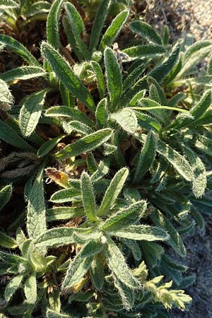 Echium arenarium \ Sand-Natternkopf / Coastal Viper's Bugloss, F Canet-en-Roussillon 11.8.2018