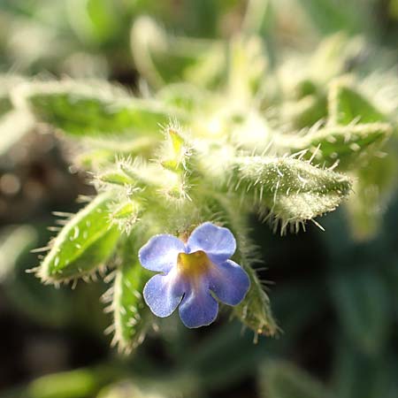 Echium arenarium \ Sand-Natternkopf / Coastal Viper's Bugloss, F Canet-en-Roussillon 11.8.2018