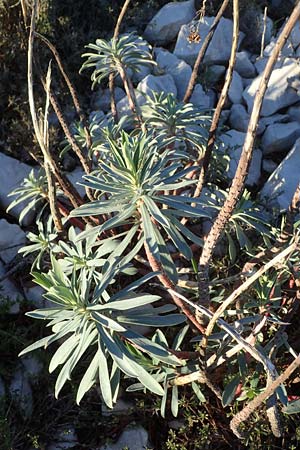 Euphorbia characias \ Palisaden-Wolfsmilch / Large Mediterranean Spurge, F Martigues 8.10.2021