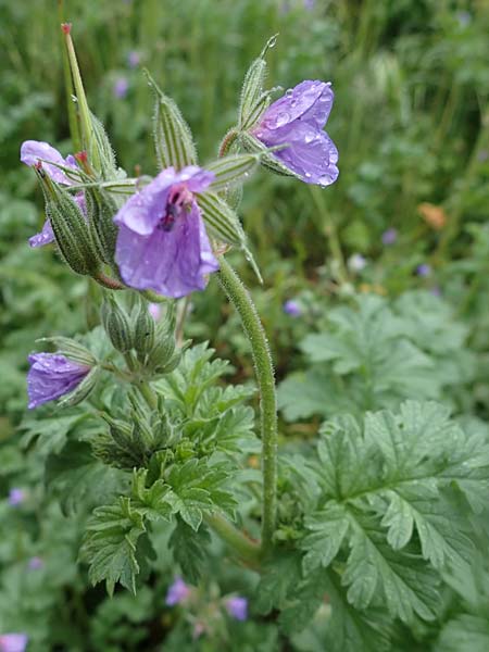 Erodium ciconium \ Groer Reiherschnabel, F Lantosque 1.5.2023