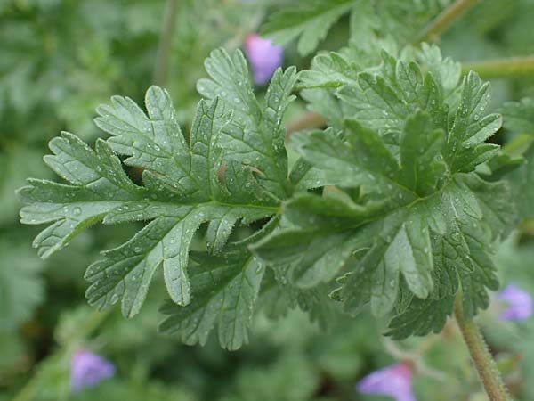 Erodium ciconium \ Groer Reiherschnabel, F Lantosque 1.5.2023