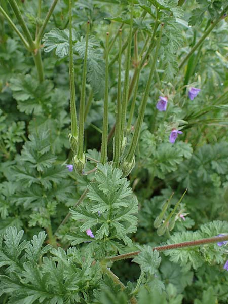 Erodium ciconium \ Groer Reiherschnabel, F Lantosque 1.5.2023