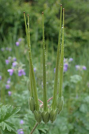 Erodium ciconium \ Groer Reiherschnabel, F Lantosque 1.5.2023