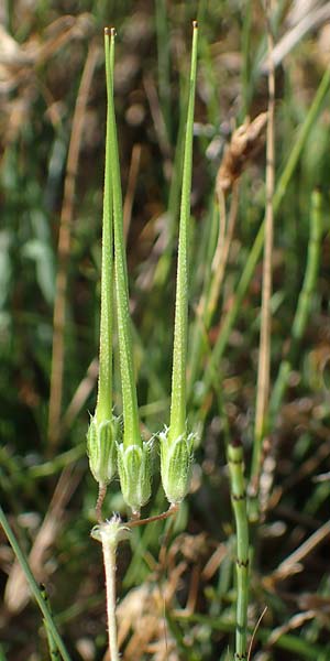 Erodium ciconium \ Groer Reiherschnabel, F Camargue,  Salin-de-Giraud 3.5.2023