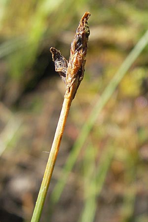 Eleocharis multicaulis \ Vielstngelige Sumpfbinse / Many-Stalked Spike Rush, F Bitche 10.7.2010