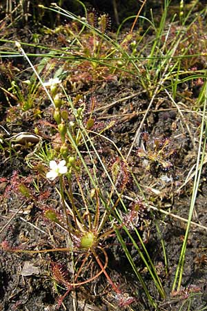 Eleocharis multicaulis \ Vielstngelige Sumpfbinse / Many-Stalked Spike Rush, F Bitche 10.7.2010