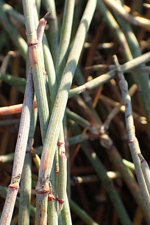 Ephedra distachya \ Gewhnliches Meertrubel / Joint Pine, F Canet-en-Roussillon 11.8.2018